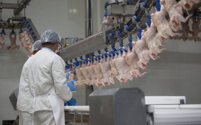 The Ultimate Guide to Poultry Processing Machine Knives in 2023